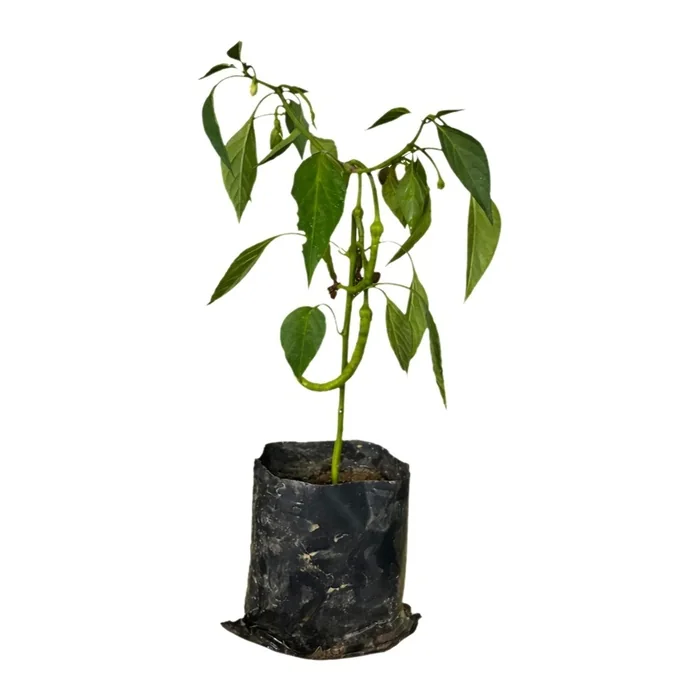 Acı Kıl Biber Fidesi 35 Cm