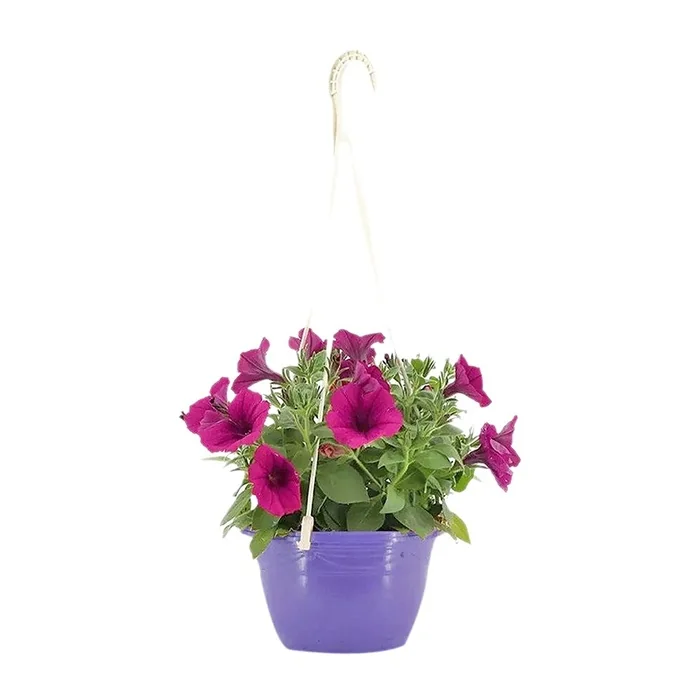 Askılı Mor Saksıda Petunya Çiçeği 30 Cm