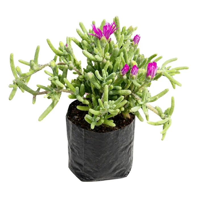 Asterix Mezar Çiçeği Fidesi 20 Cm