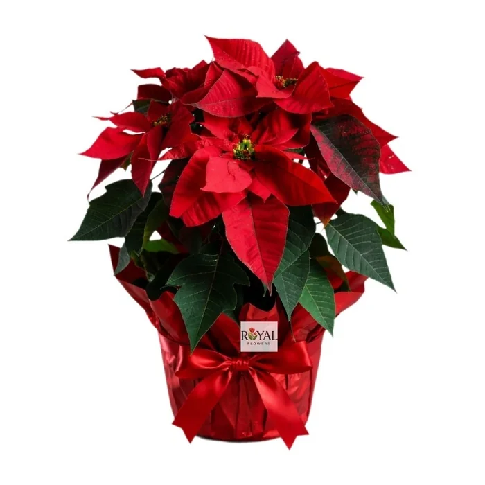 Atatürk Çiçeği Saksı Poinsettia 40 Cm
