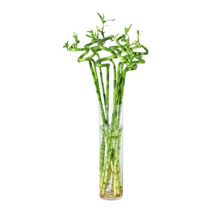 Bambu