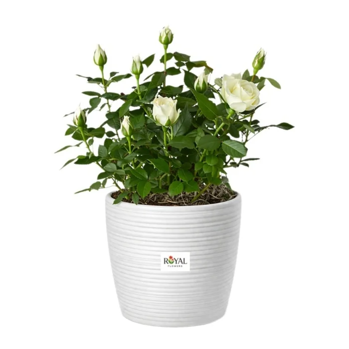Beyaz Gül Saksı Çiçeği 35 Cm