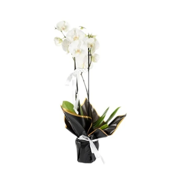 Beyaz Kurdeleli Saksıda Beyaz Orkide Çiçek 2 Dal 40 Cm