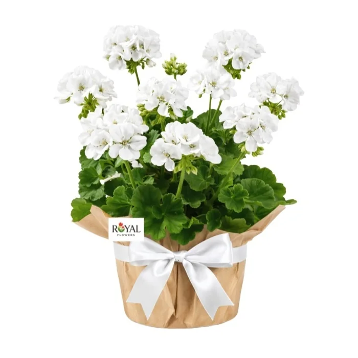 Beyaz Sardunya Pelargonium 35 Cm