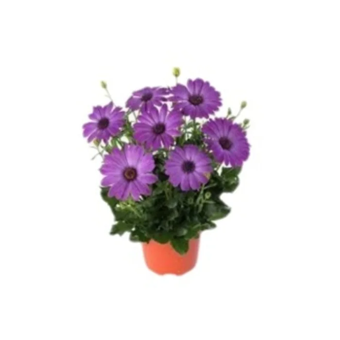Bodrum Papatyası 20 Cm