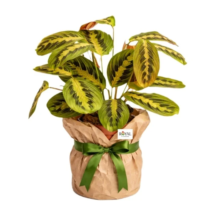 Calathea Dua Çiçeği 30 Cm