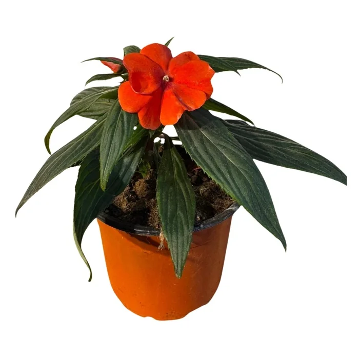 Cam Güzeli Çiçeği Impatiens 20 Cm