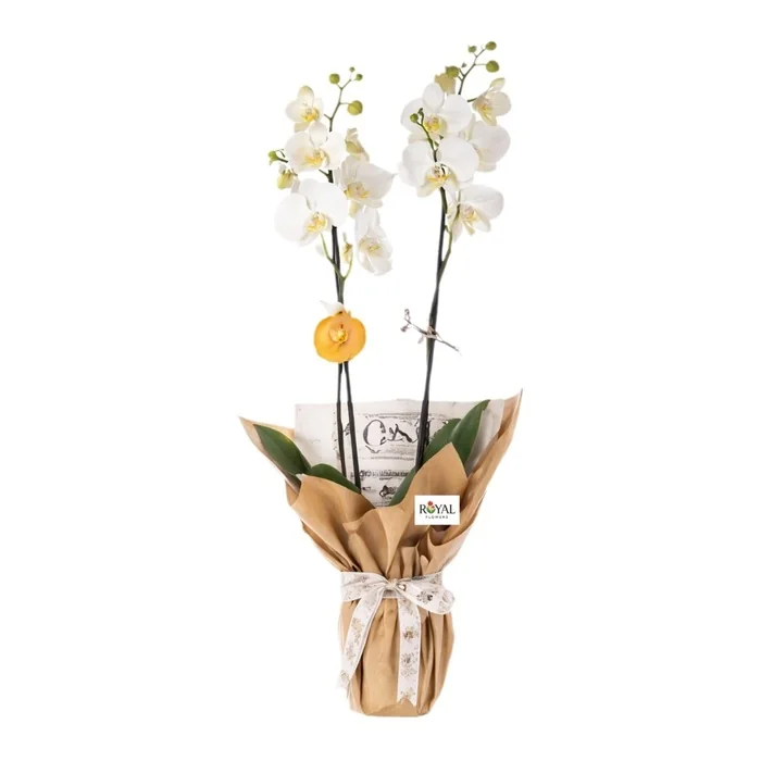 Çift Dallı Beyaz Orkide 40 Cm