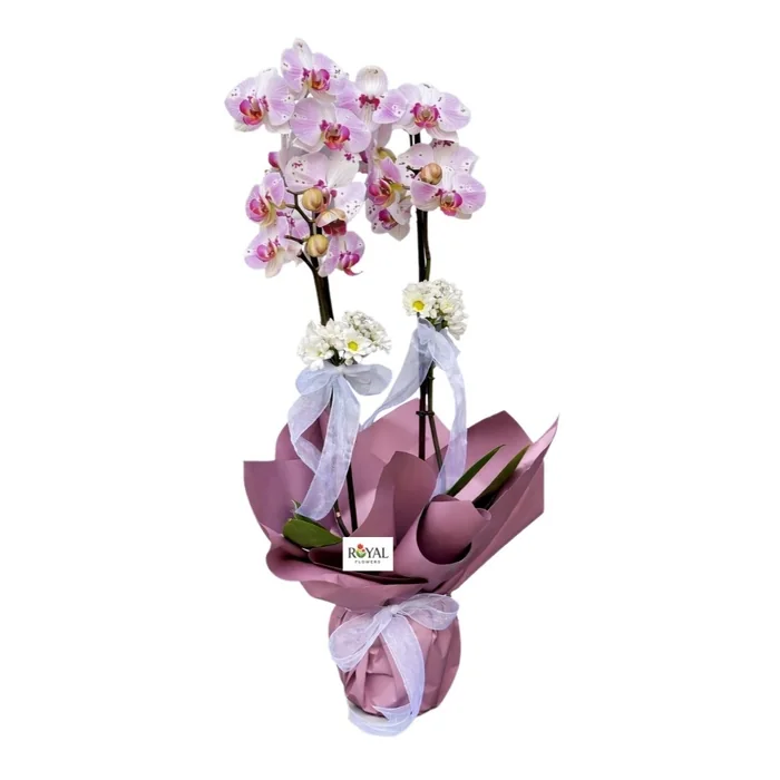 Çift Dallı İthal Pembe Orkide.40 Cm