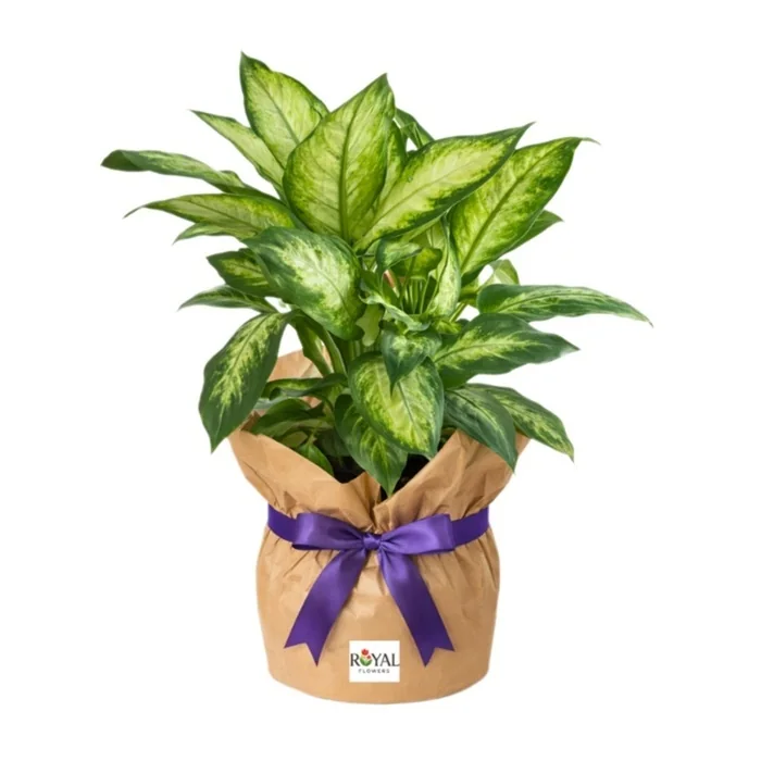 Dieffenbachia Camille Difenbahya 40 Cm