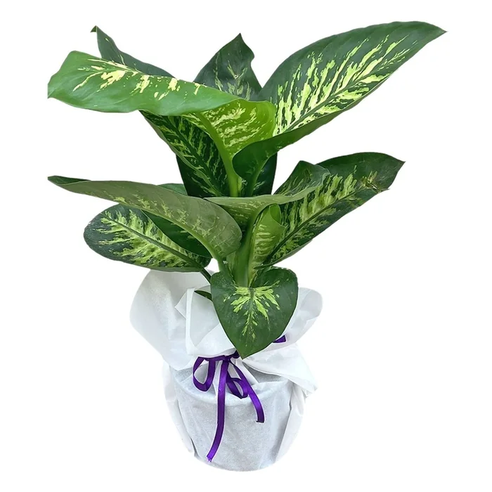 Difenbahya Çiçeği 40 Cm