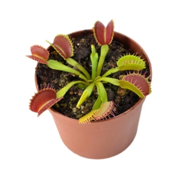 Dionaea Muscipula Sinek Kapan Bitkisi 15 Cm