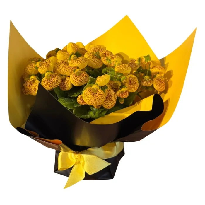 Hanım Çantası Çiçeği Calceolaria 25 Cm