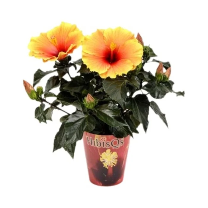 Hibiscus Japon Gülü 25 Cm