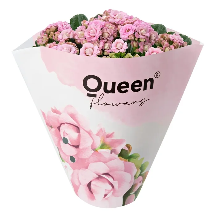 Kalanchoe Açık Pembe