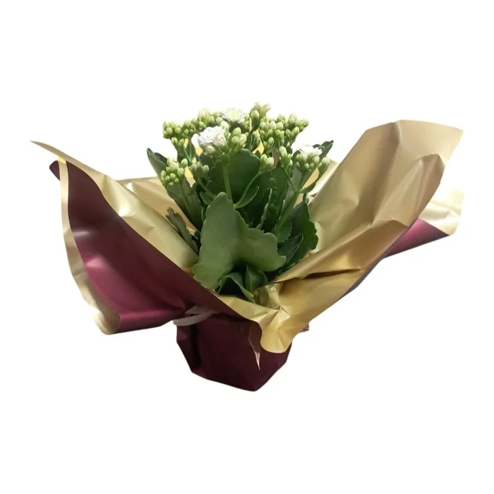 Kalanchoe Çiçeği Beyaz