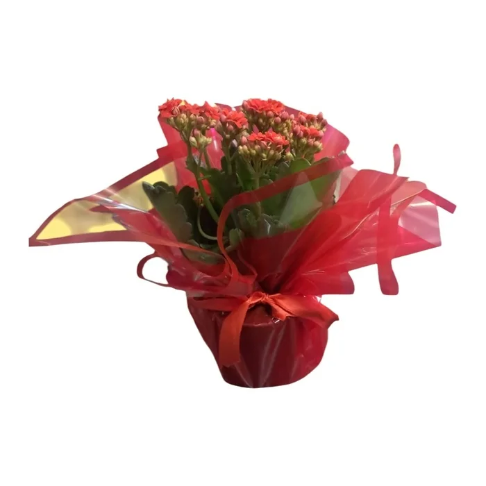 Kalanchoe Çiçeği Kırmızı