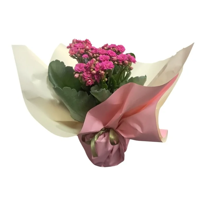 Kalanchoe Çiçeği Pembe