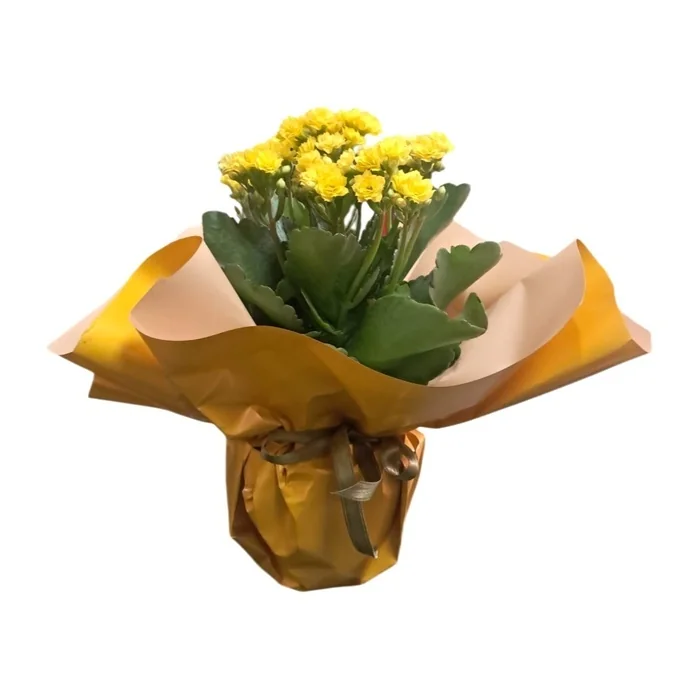 Kalanchoe Çiçeği Sarı