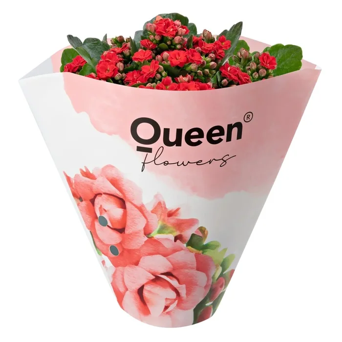 Kalanchoe Kırmızı