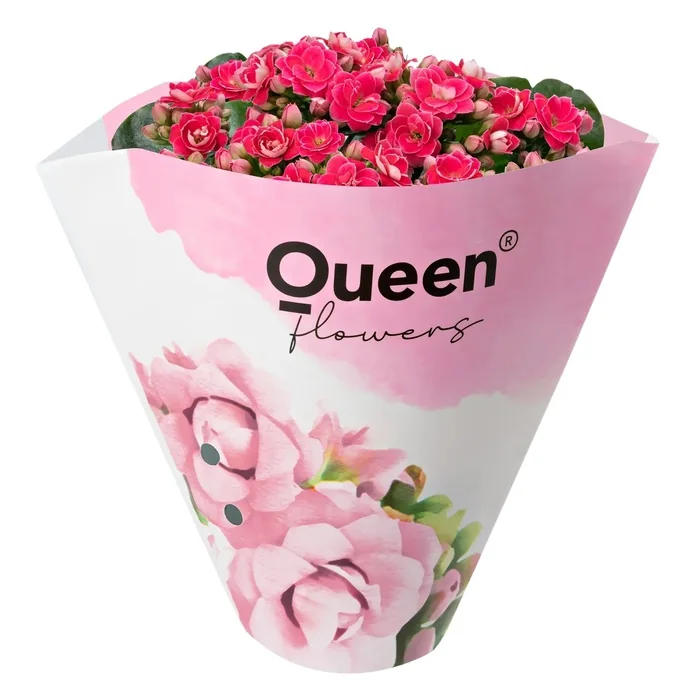 Kalanchoe Koyu Pembe