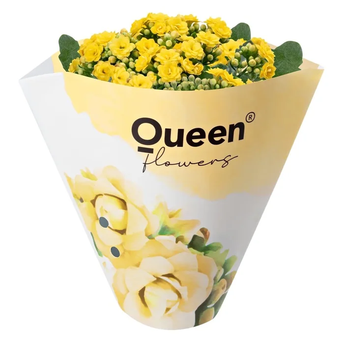 Kalanchoe Sarı