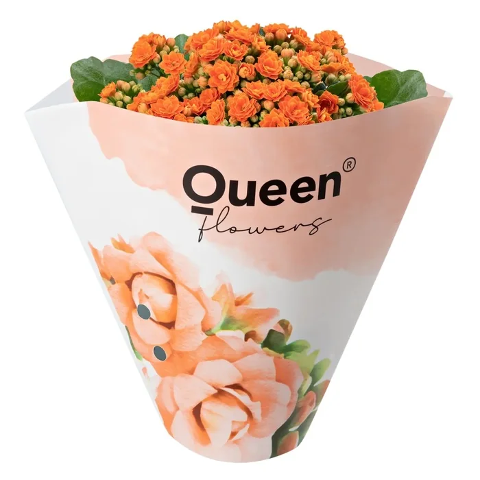 Kalanchoe Turuncu