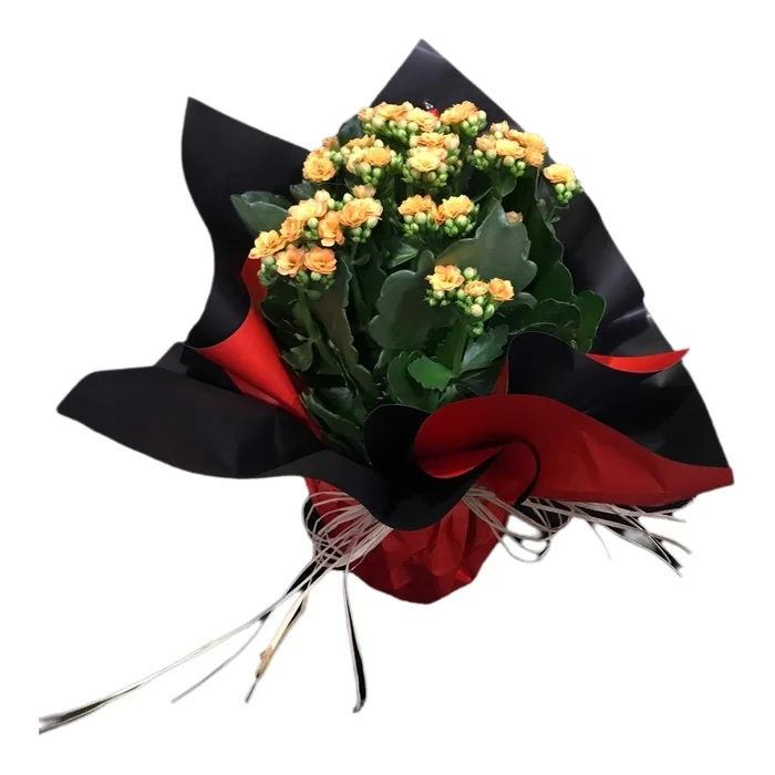 Kalanşo Saksı Çiçeği 25 Cm