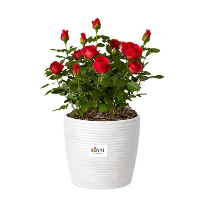 Kırmızı Gül Saksı Çiçeği 35 Cm
