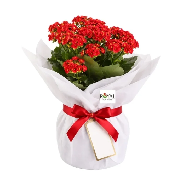 Kırmızı Kalanşo 26 Cm