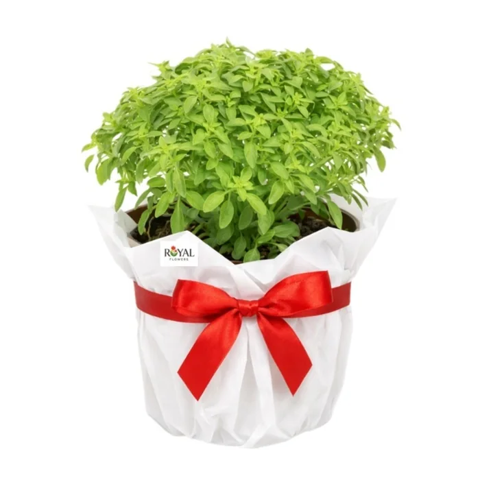 Kokulu Fesleğen Saksı Bitkisi 25 Cm