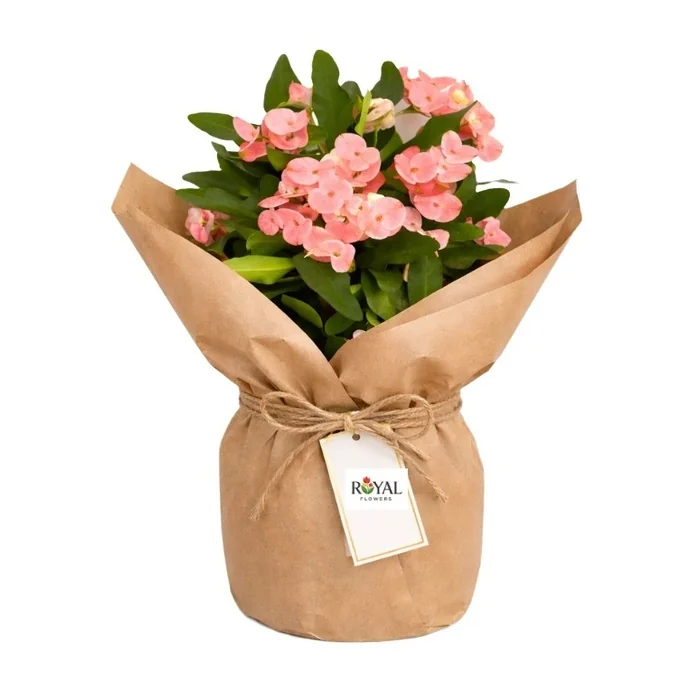 Kraft Sarım Pembe Euphorbia Dikenler Tacı 35 Cm