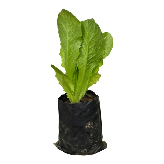 Marul Fidesi 25 Cm