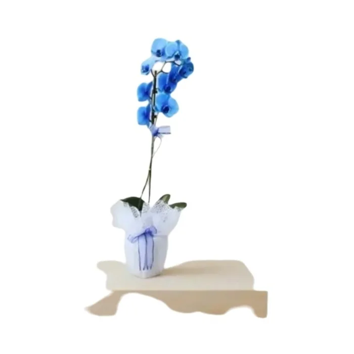 Mavi Büyük Boy Orkide Magic Blue Phalaenopsis