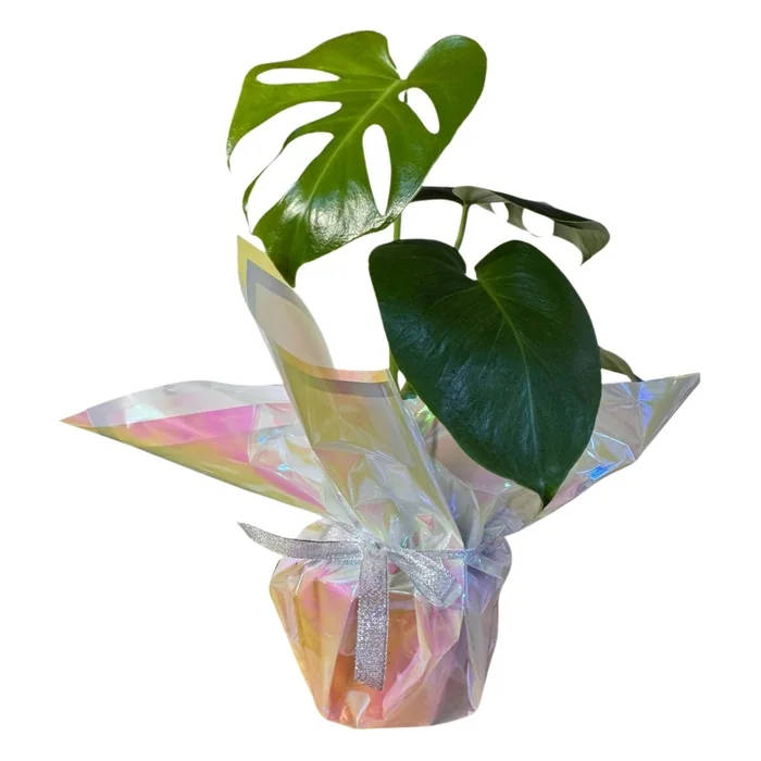 Monstera Deliciosa Saksı Bitkisi 45 Cm