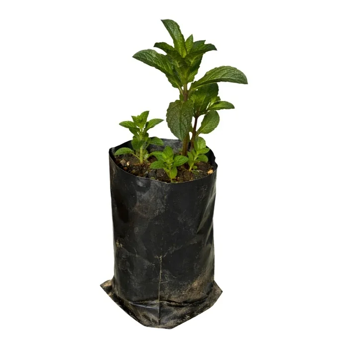 Nane Fidesi 20 Cm