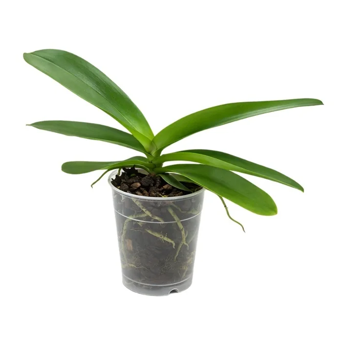 Orkide Fidesi 20 Cm