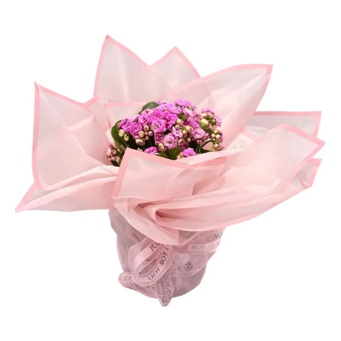Özel Ambalajlı Lila Kalanchoe 30 Cm