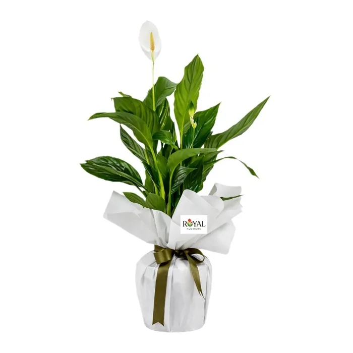 Patifilyum Barış Çiçeği 40 Cm