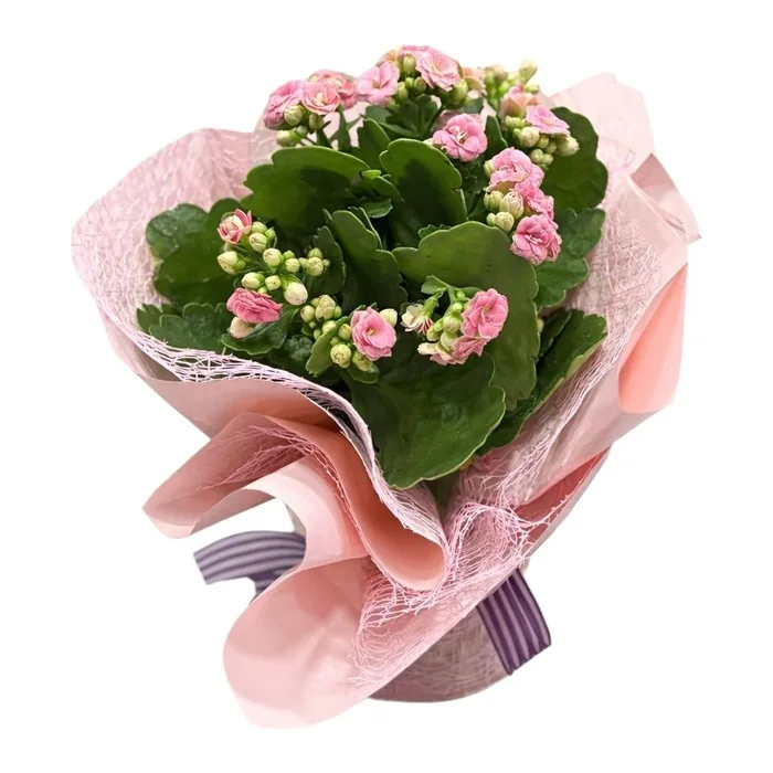 Pembe Kalanchoe Saksı Çiçeği 30 Cm
