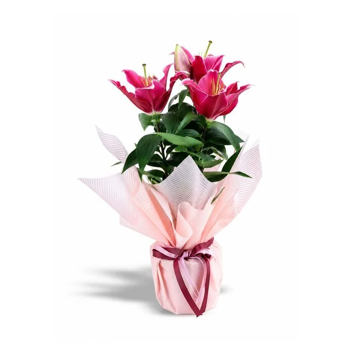 Pembe Lilyum Saksı Aranjmanı