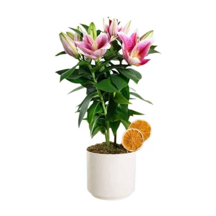 Pembe Lilyum Saksılı