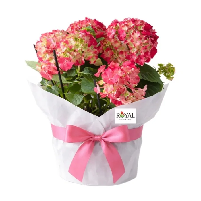 Pembe Ortanca Hydrangea Saksı Çiçeği 40 Cm