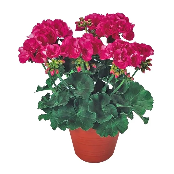 Pembe Sardunya Çiçeği 25 Cm