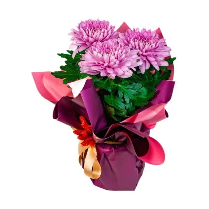 Renkli Anastasia Bitkisi 20 Cm