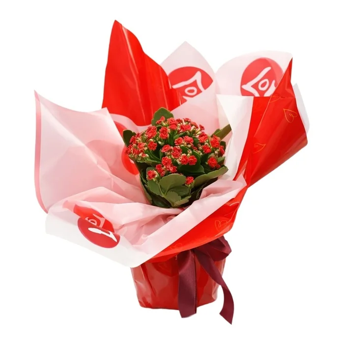 Romantik Tasarım Kırmızı Kalanchoe 30 Cm