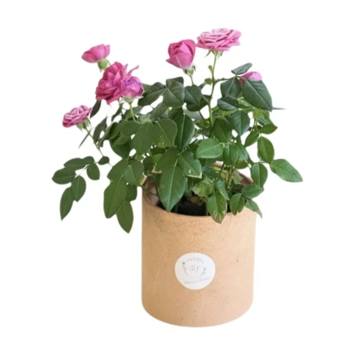 Saksı Gül Pembe