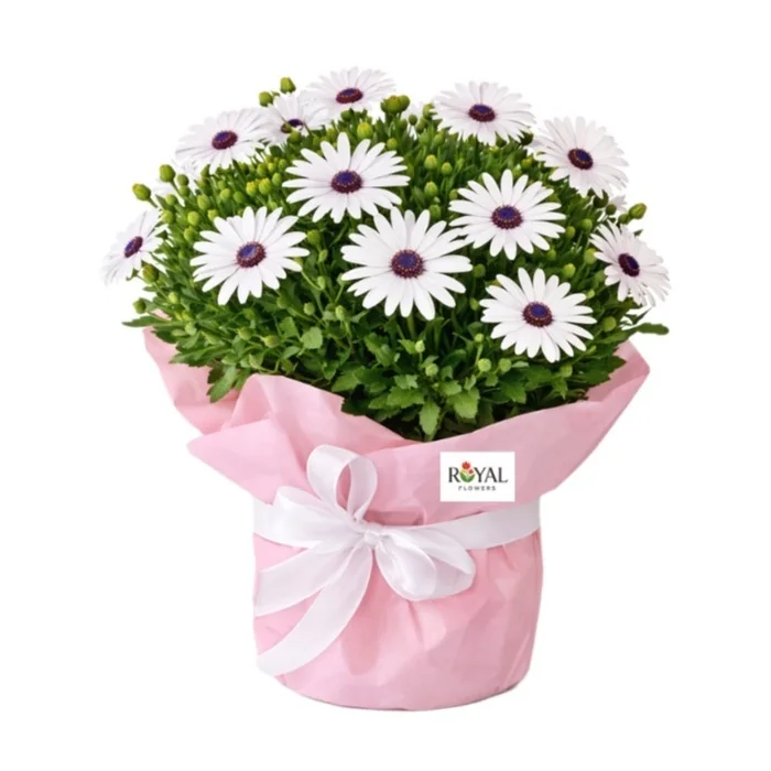 Saksıda Bodrum Papatyası 40 Cm
