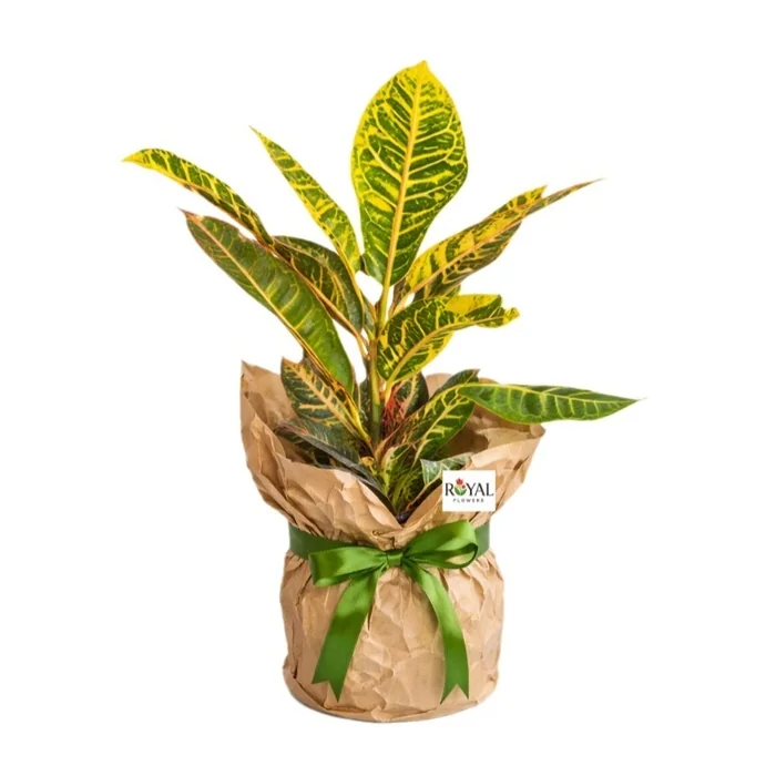 Saksıda Croton Kroton 40 Cm