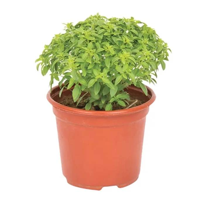 Saksıda Fesleğen Bitkisi 20 Cm